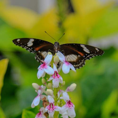 Photo #11730275