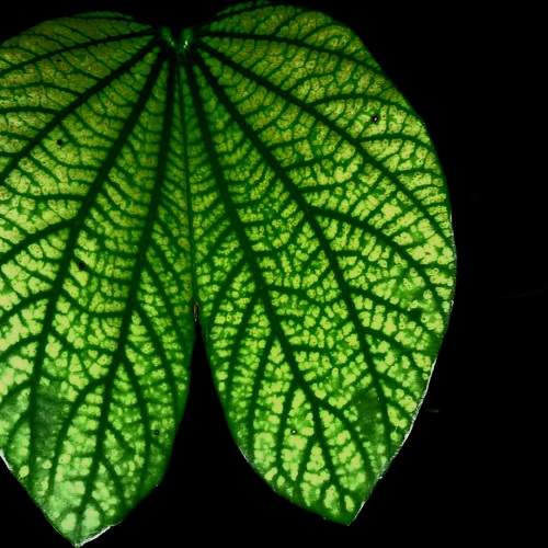 The leaf