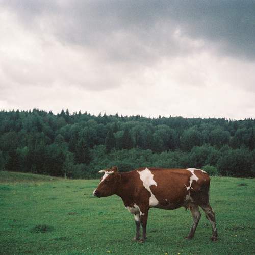 Photo #11732075