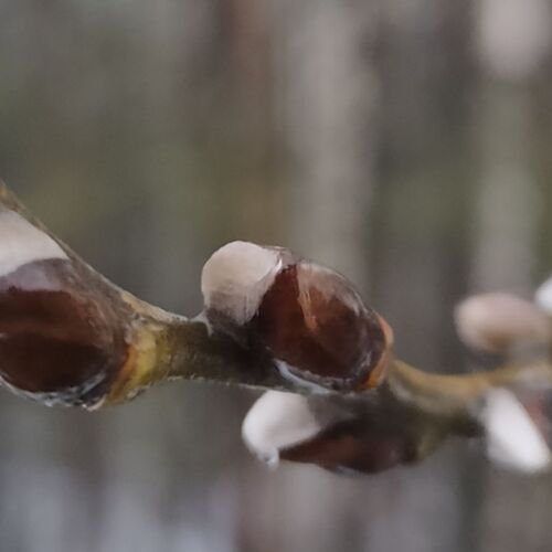 Photo #11732091