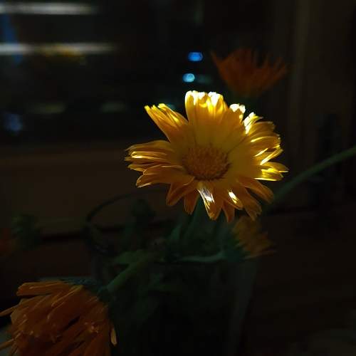 Photo #11732229