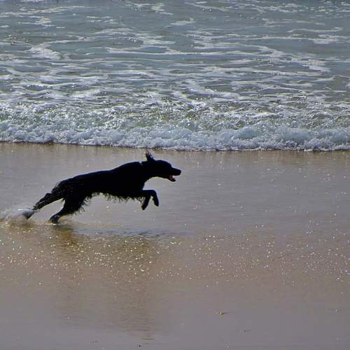 Running dog