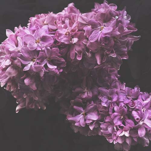 Photo #11733019