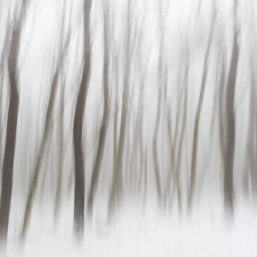 Photo #11733640