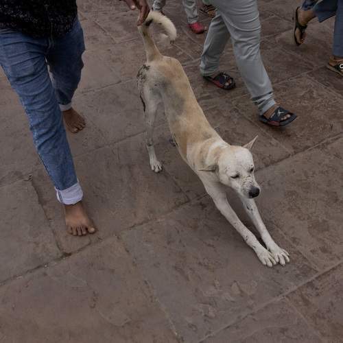 Photo #11733651