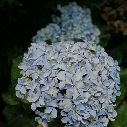 Blooming ?