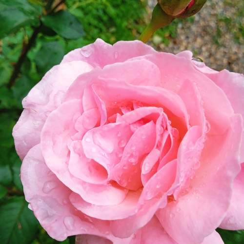 Photo #11734272