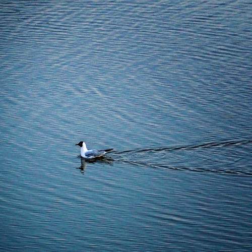 Photo #11734673