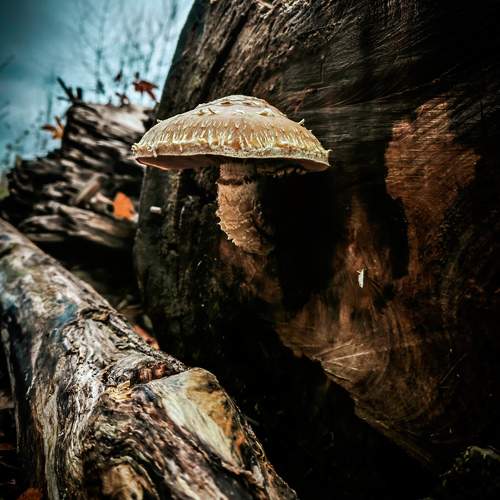 Photo #11734727
