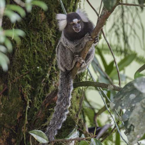 Фотография #11734831