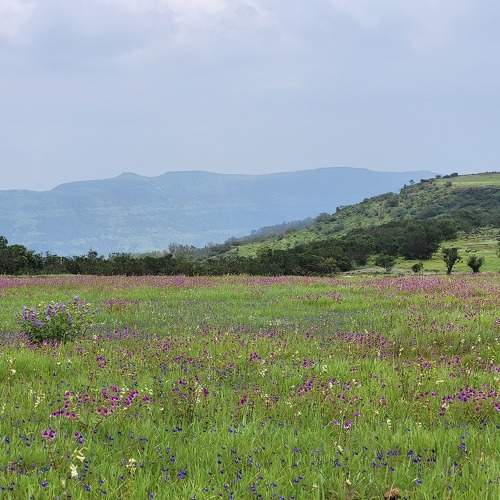 Beauty of Valley of Flowers