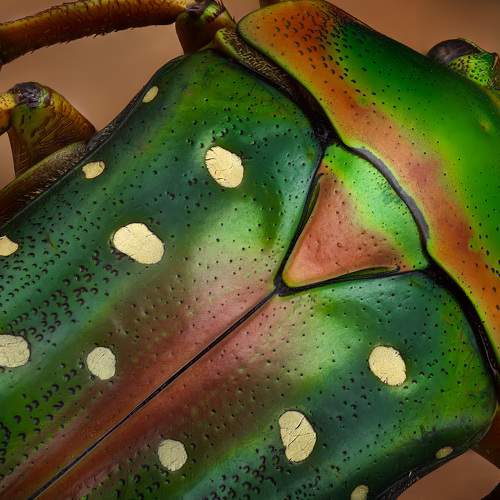 Stephanorrhina guttata beetle