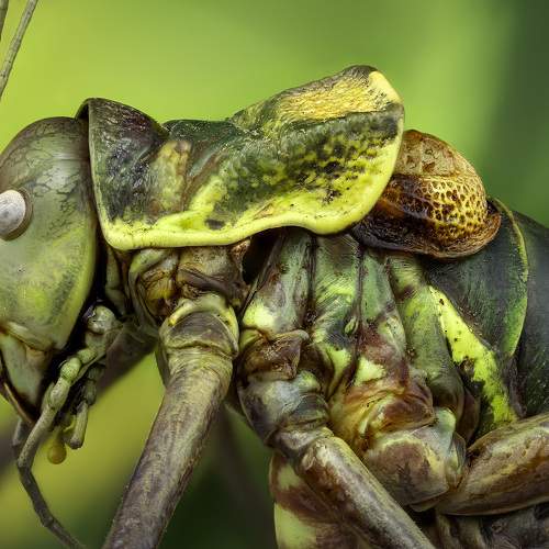 Tettigoniidae bradyporinae 1,3x