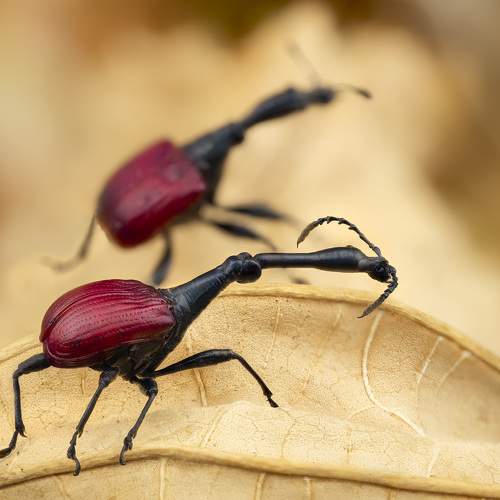 Trachelophorus giraffa