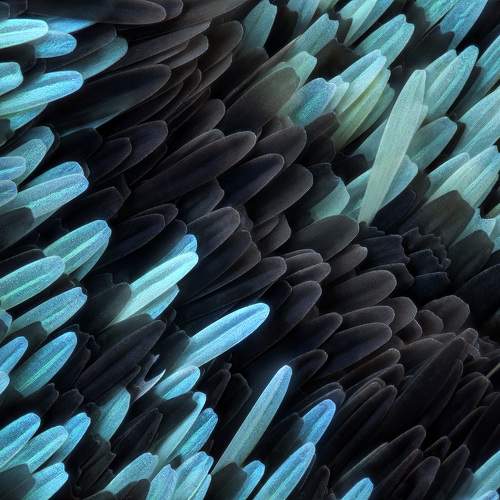 Chrysiridia Rhipheus scales 30x