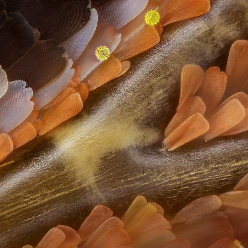 Detail of the Cethosia cyane butterfly wing at 50x