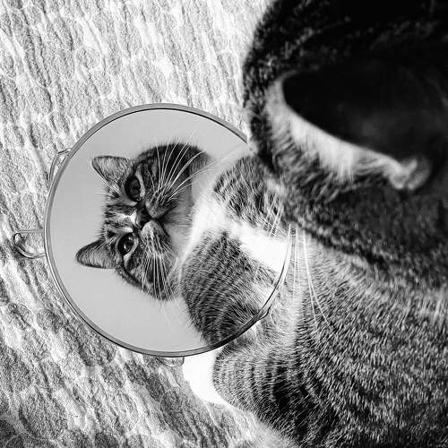 Photo #11735434