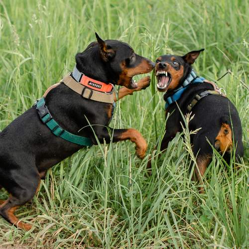 Фотография #11736115