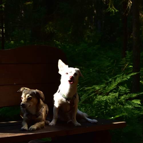 Photo #11737037
