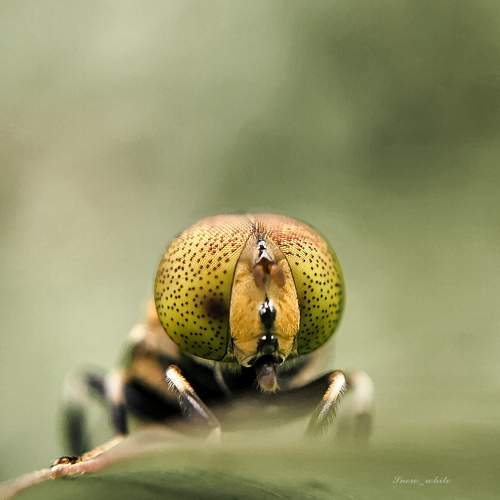 Photo #11737242