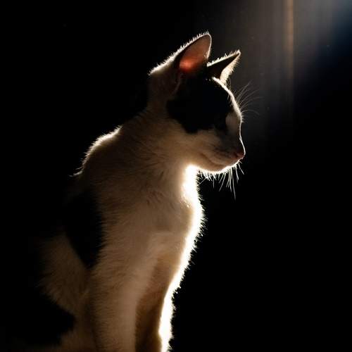 Photo #11737693