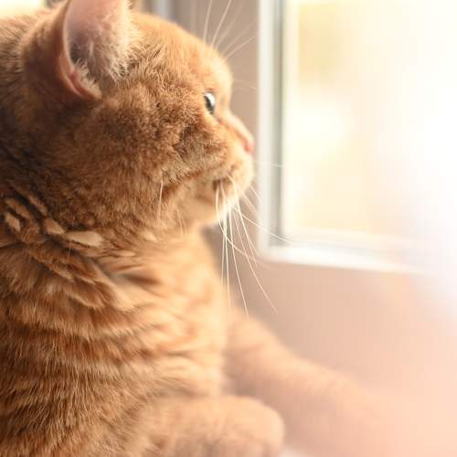 Photo #11738032