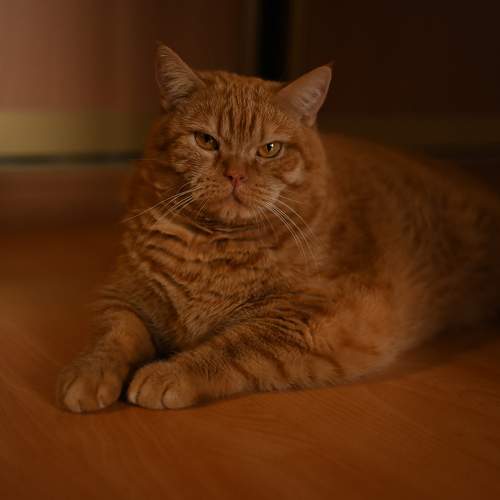 Photo #11738034