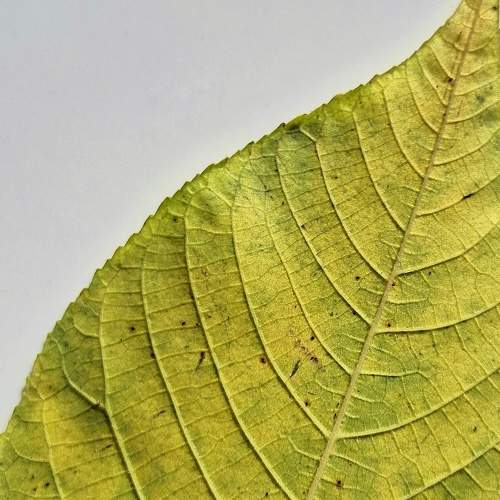 Photo #11738260