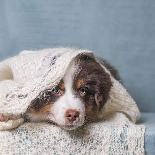 Photo #11738265