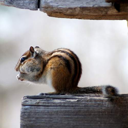Photo #11738332