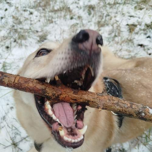 Photo #11738477