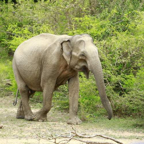 Wild elephant