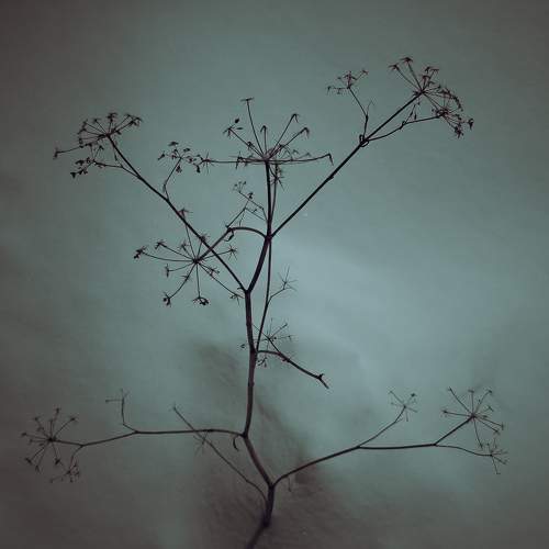 Photo #11739131