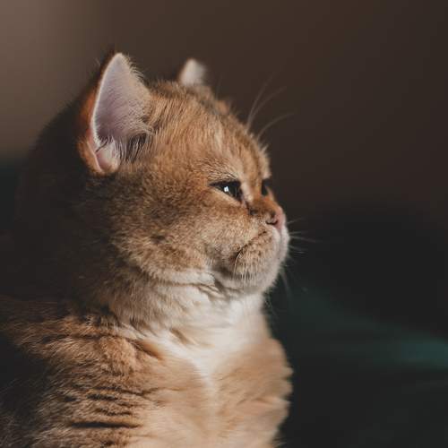 Photo #11739820