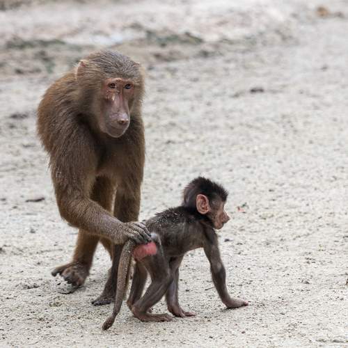 Photo #11740042