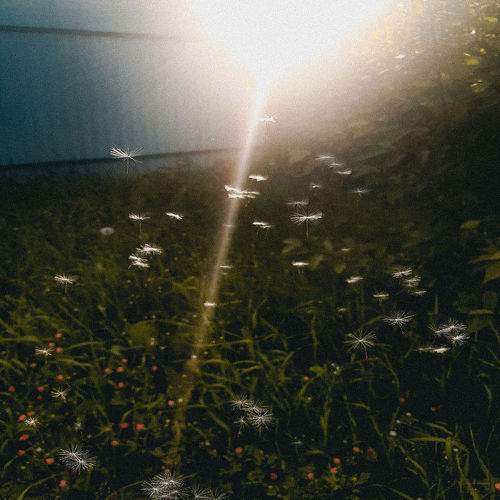 Photo #11740939