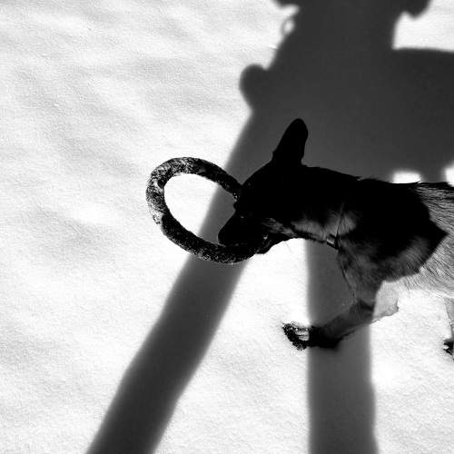 Photo #11741611