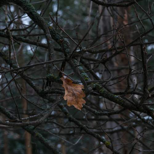 Photo #11741641