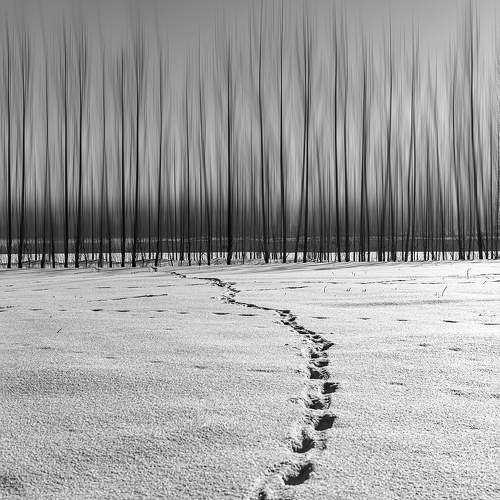 Dream Footprint