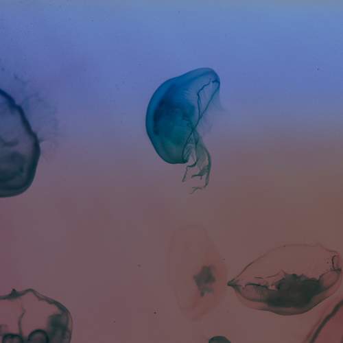 Photo #11743036