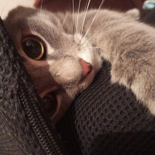 Photo #11743550