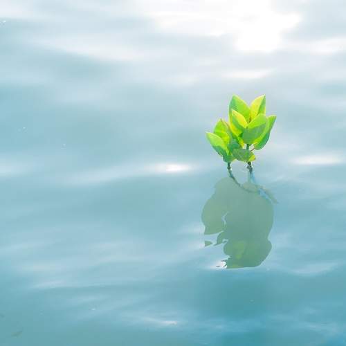 Mangrove Trees