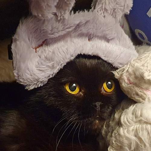 Photo #11744285