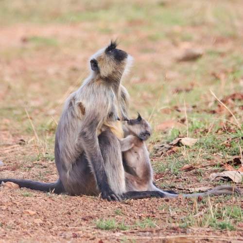 Mothers Love to Cub and Fear for Predator’s.
