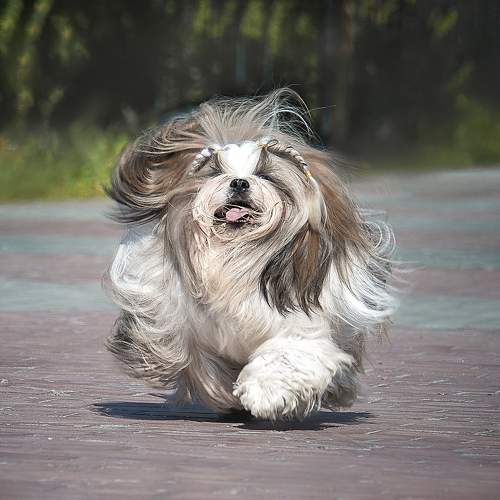 Photo #11744737