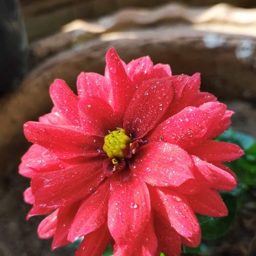 Flower with dew drops lingering on it