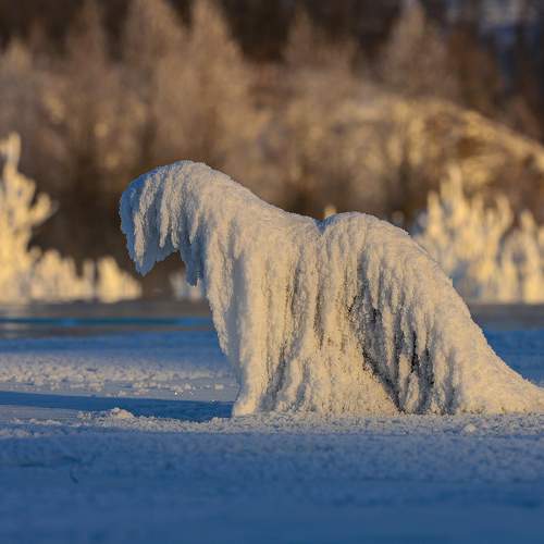 Photo #11746101