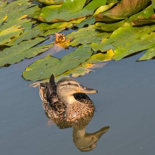 Photo #11747598