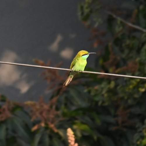 Photo #11747631