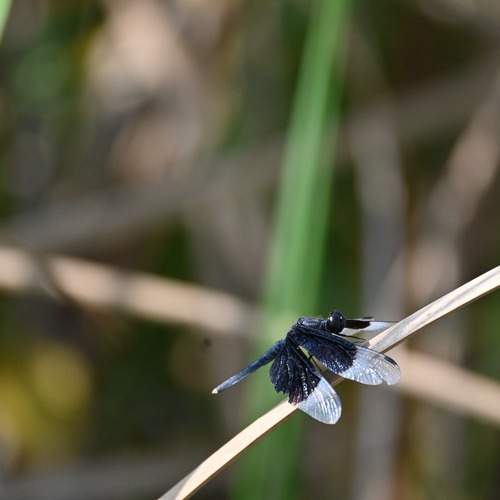 Photo #11747632